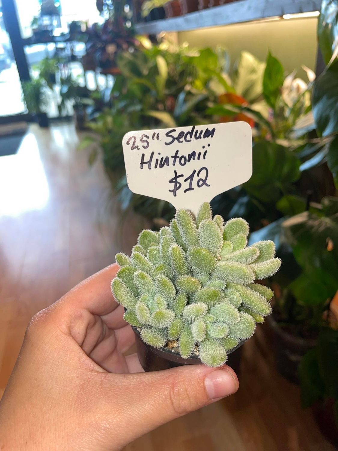 2.5&quot; Sedum Hintonii