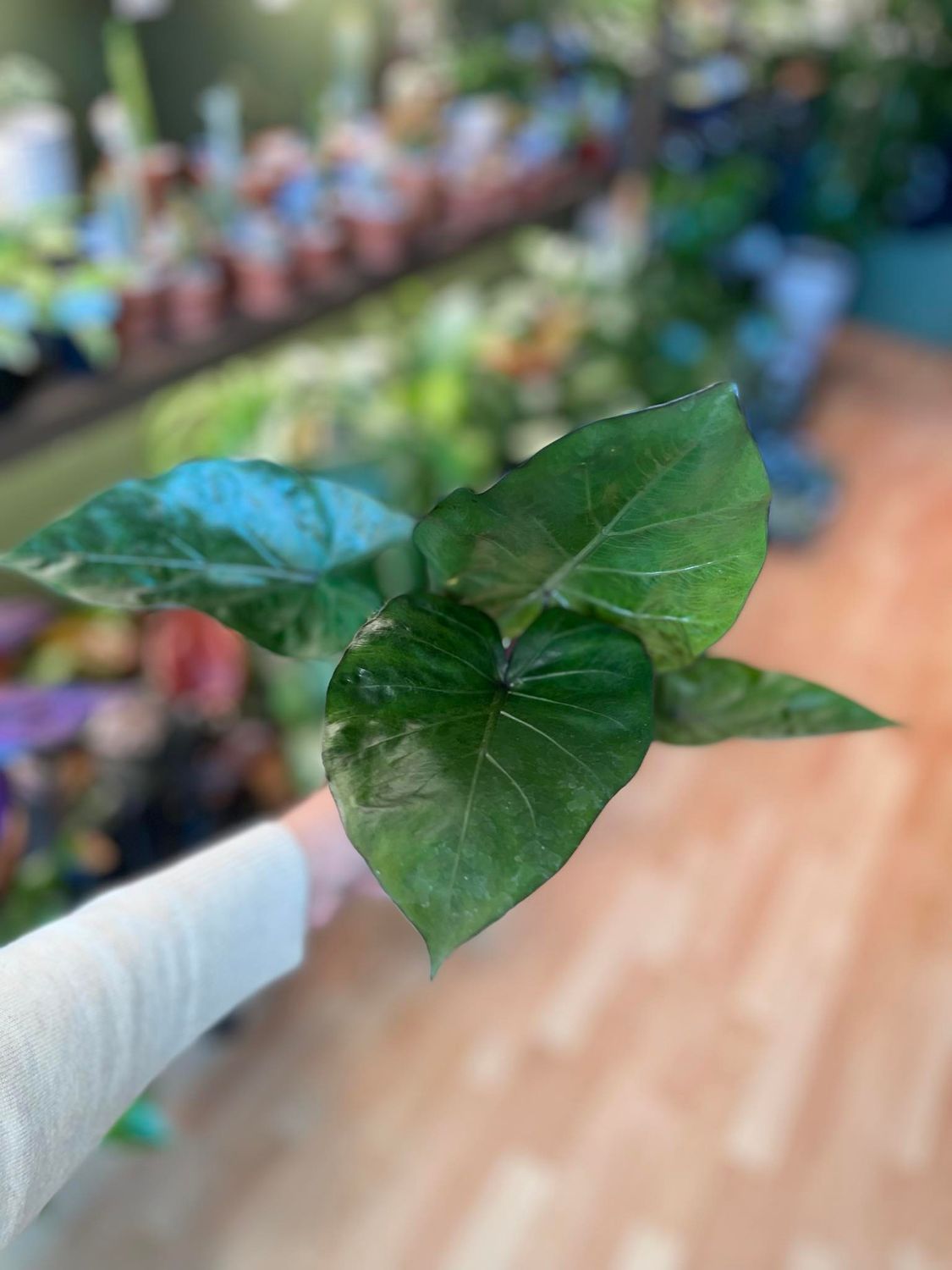 4&quot; Alocasia Metal Head