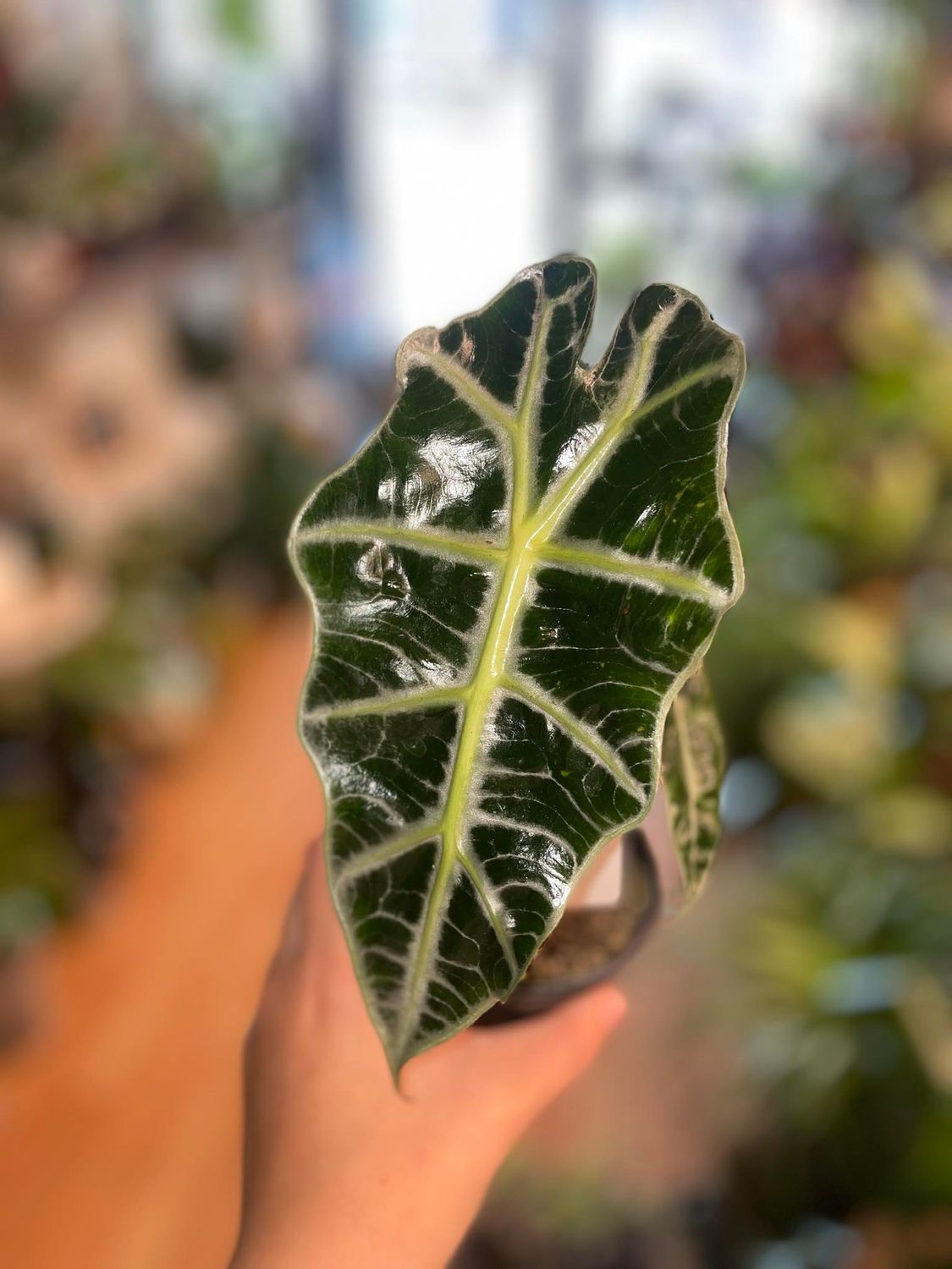 4&quot; Alocasia Polly