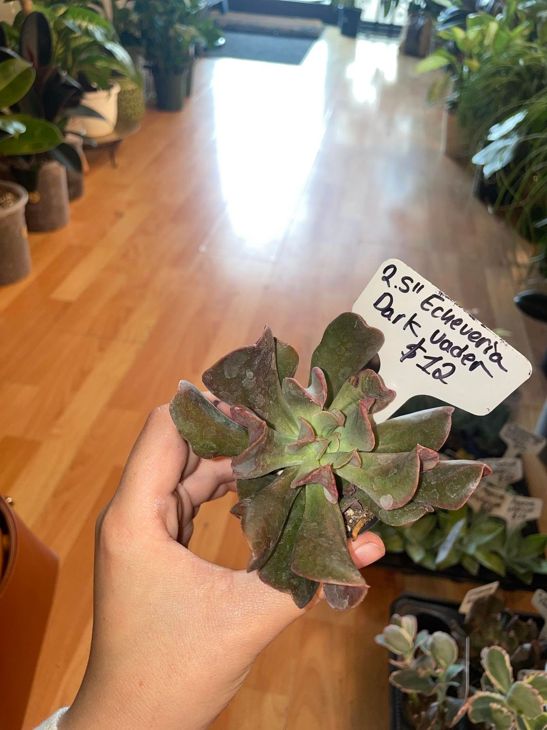 2.5&quot; Echeveria Dark Vador