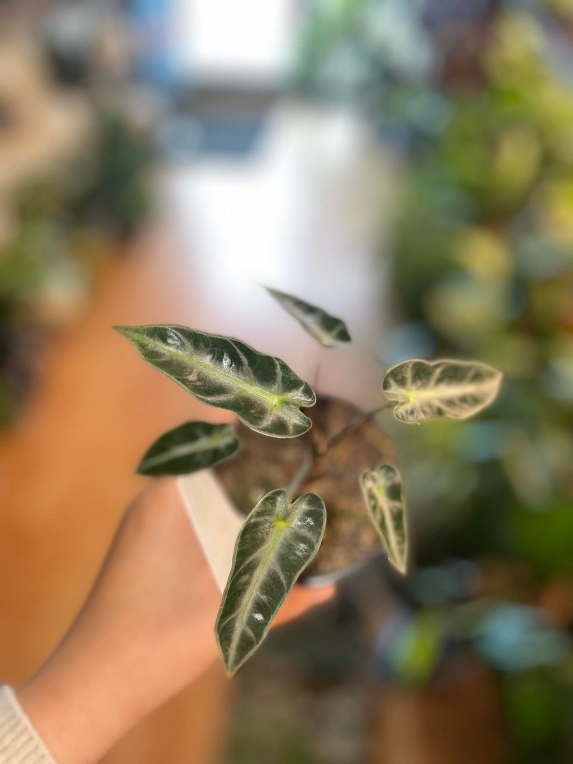 4&quot; Alocasia Bambino