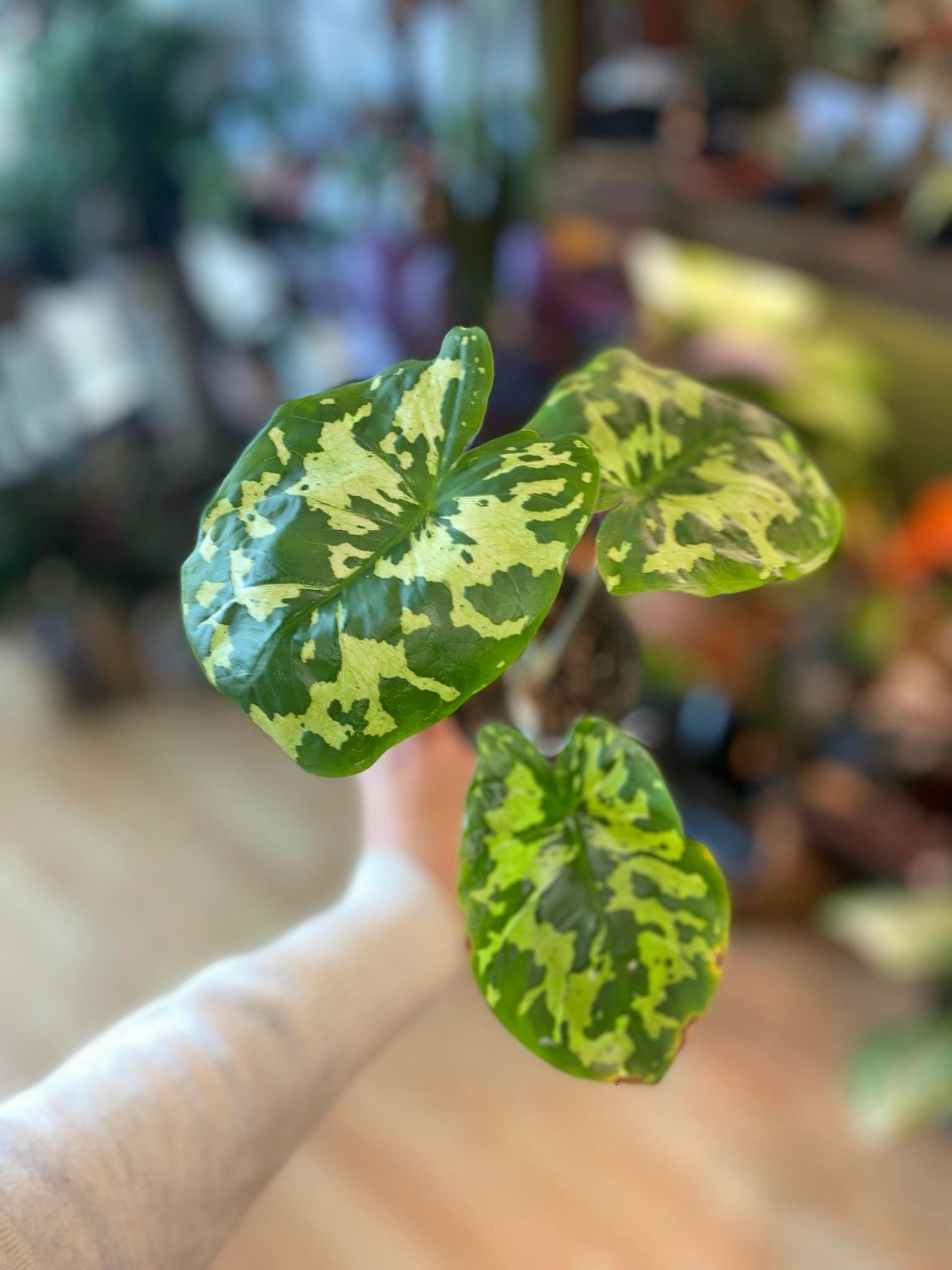 4&quot; Caladium Hilo Beauty 