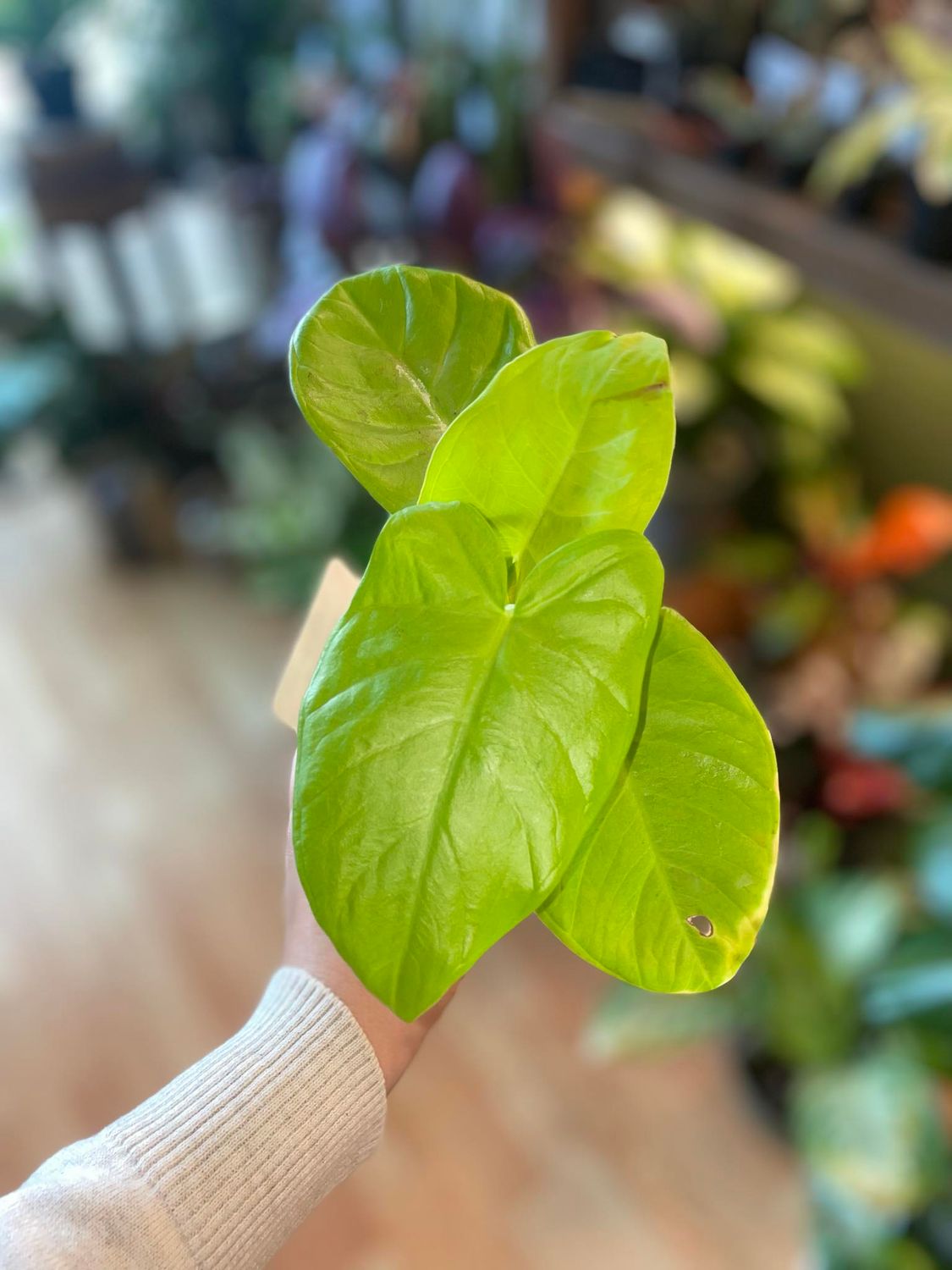 4&quot; Xanthosoma Aurea (Lime Zinger)
