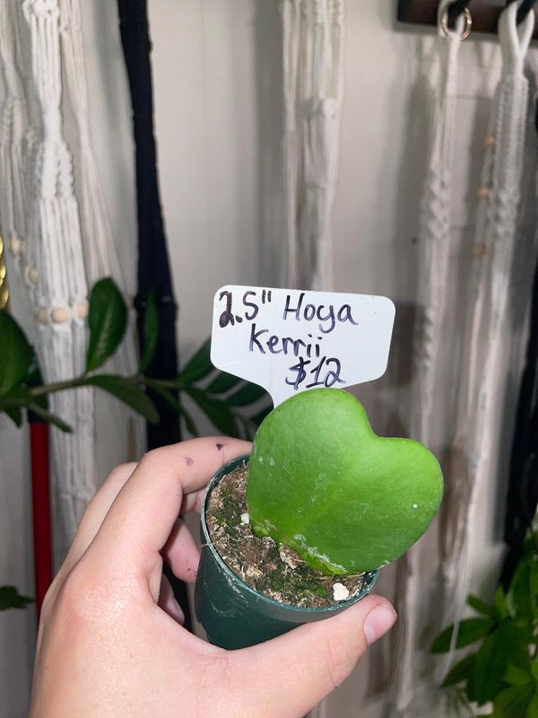 2.5&quot; Hoya Kerrii