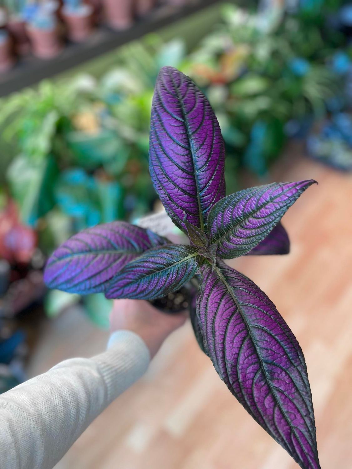 4&quot; Persian Shield