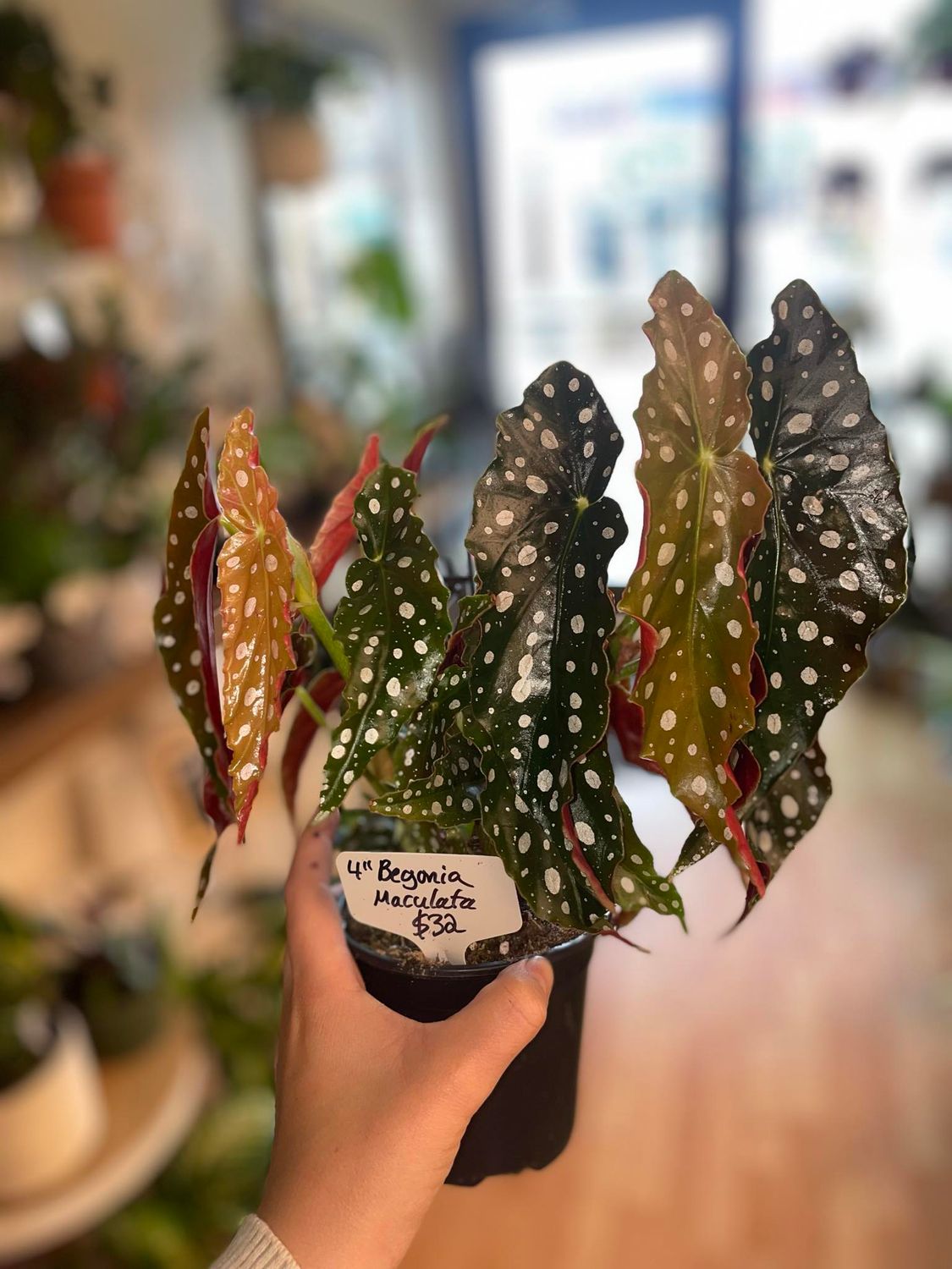 4&quot; Begonia Maculata