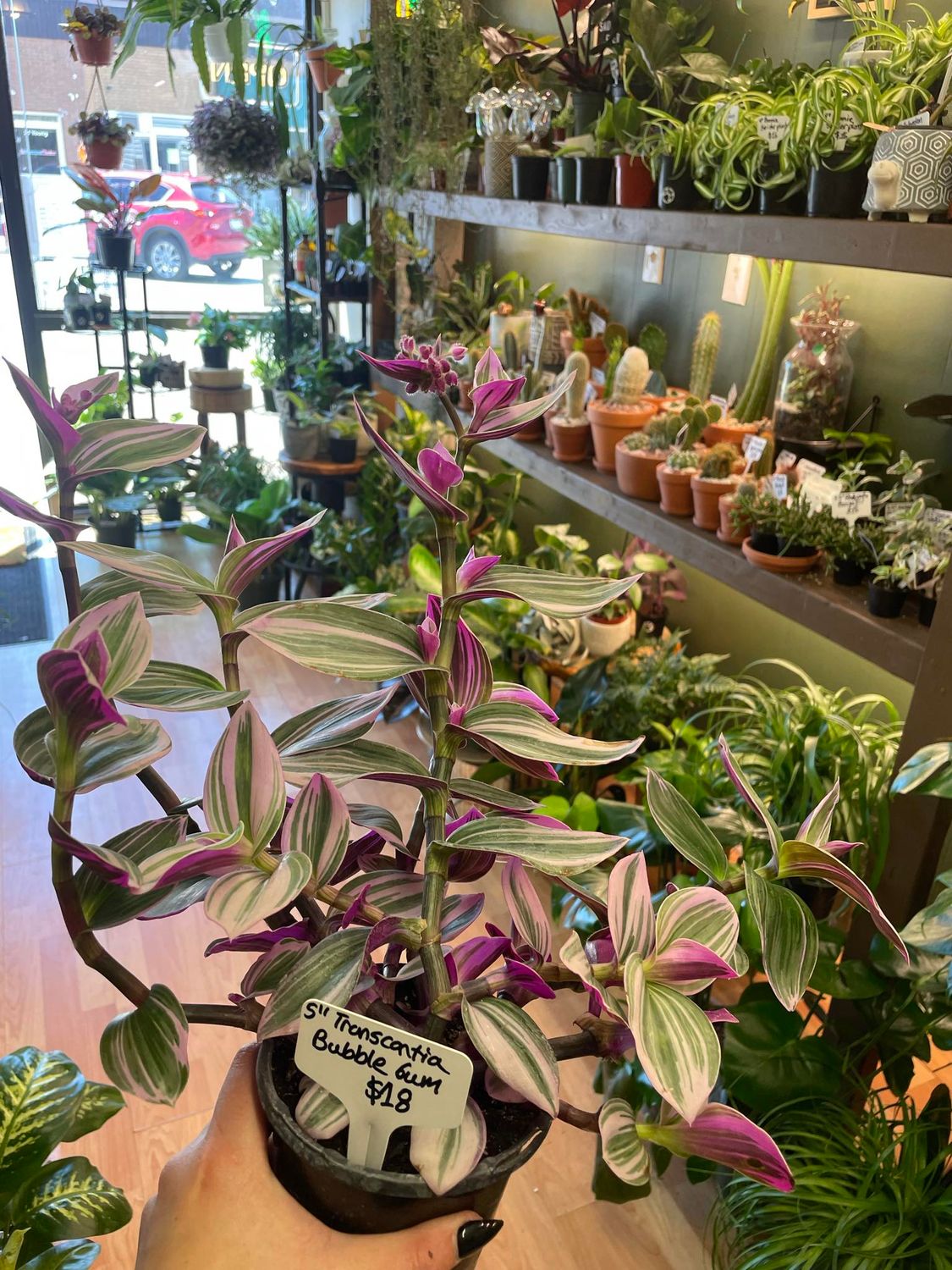 5&quot; Tradescantia Bubble Gum