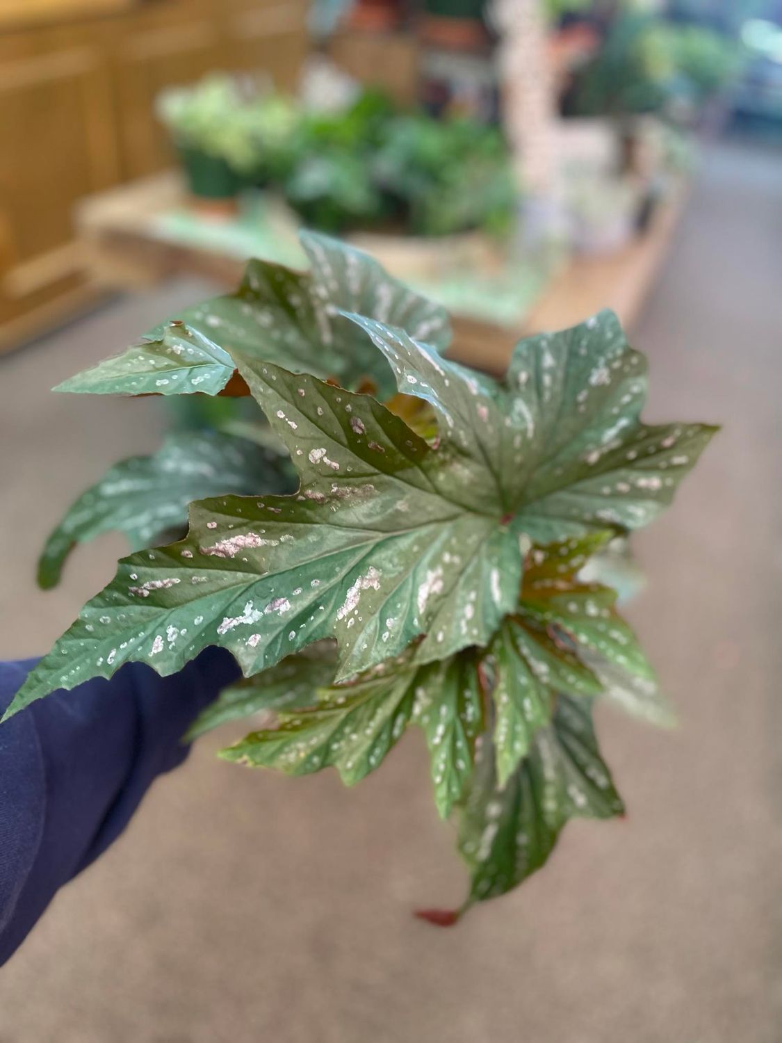 6&quot; Begonia Angel Wing