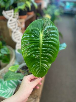 6&quot; Anthurium Veitchii