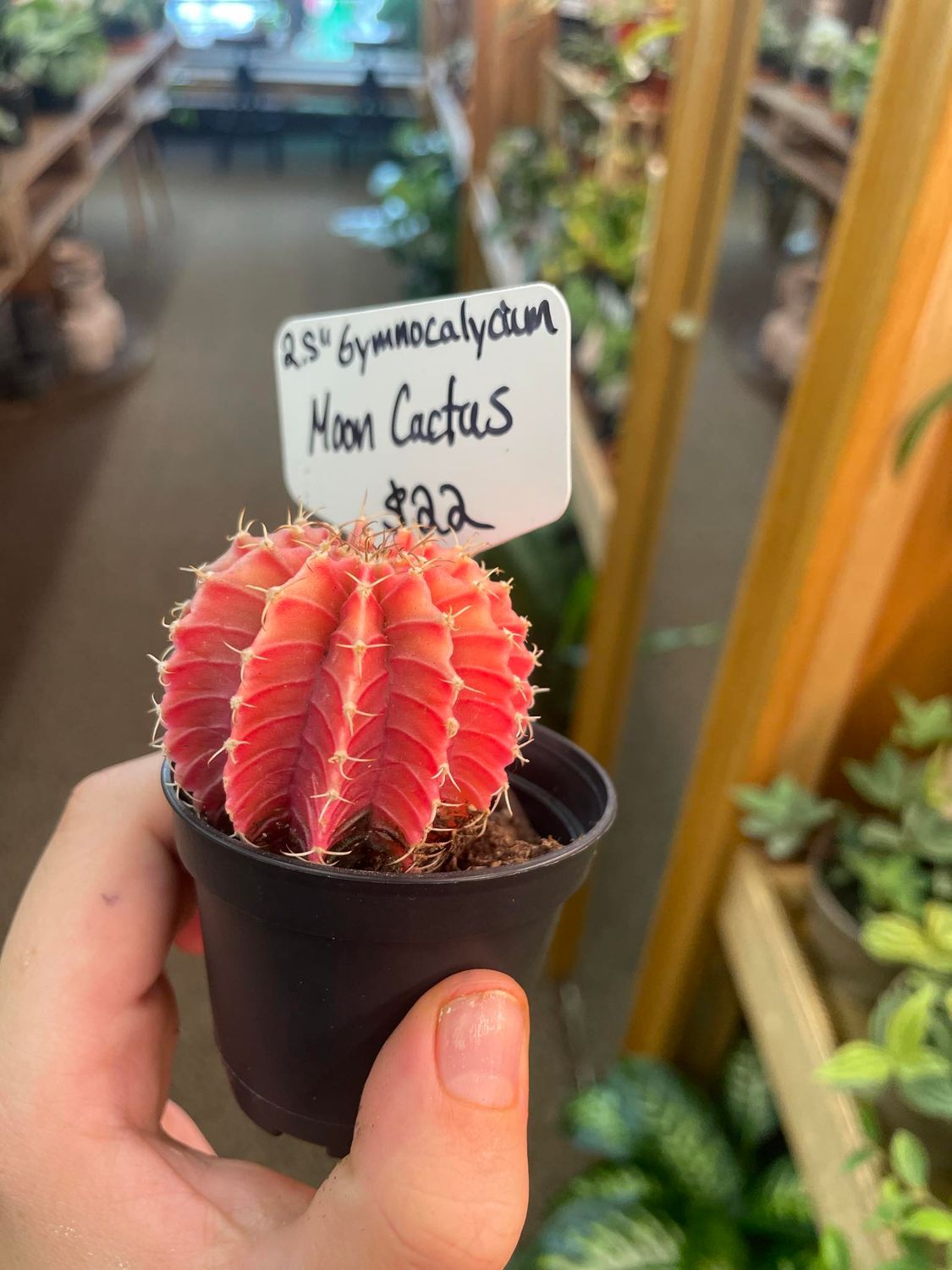 2.5&quot; Gymnocalycium Moon Cactus 