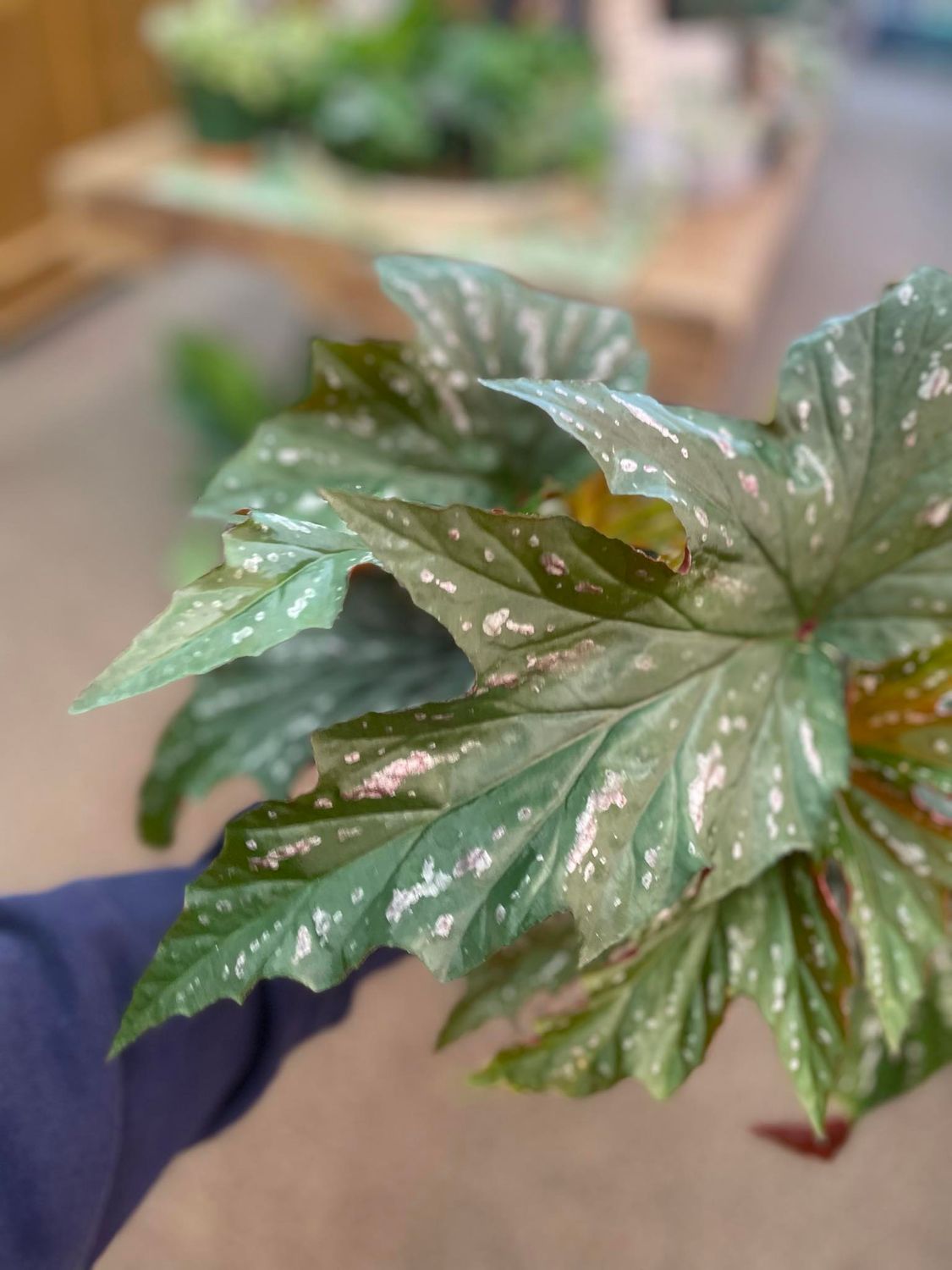 6&quot; Begonia Maculata Angel Wing