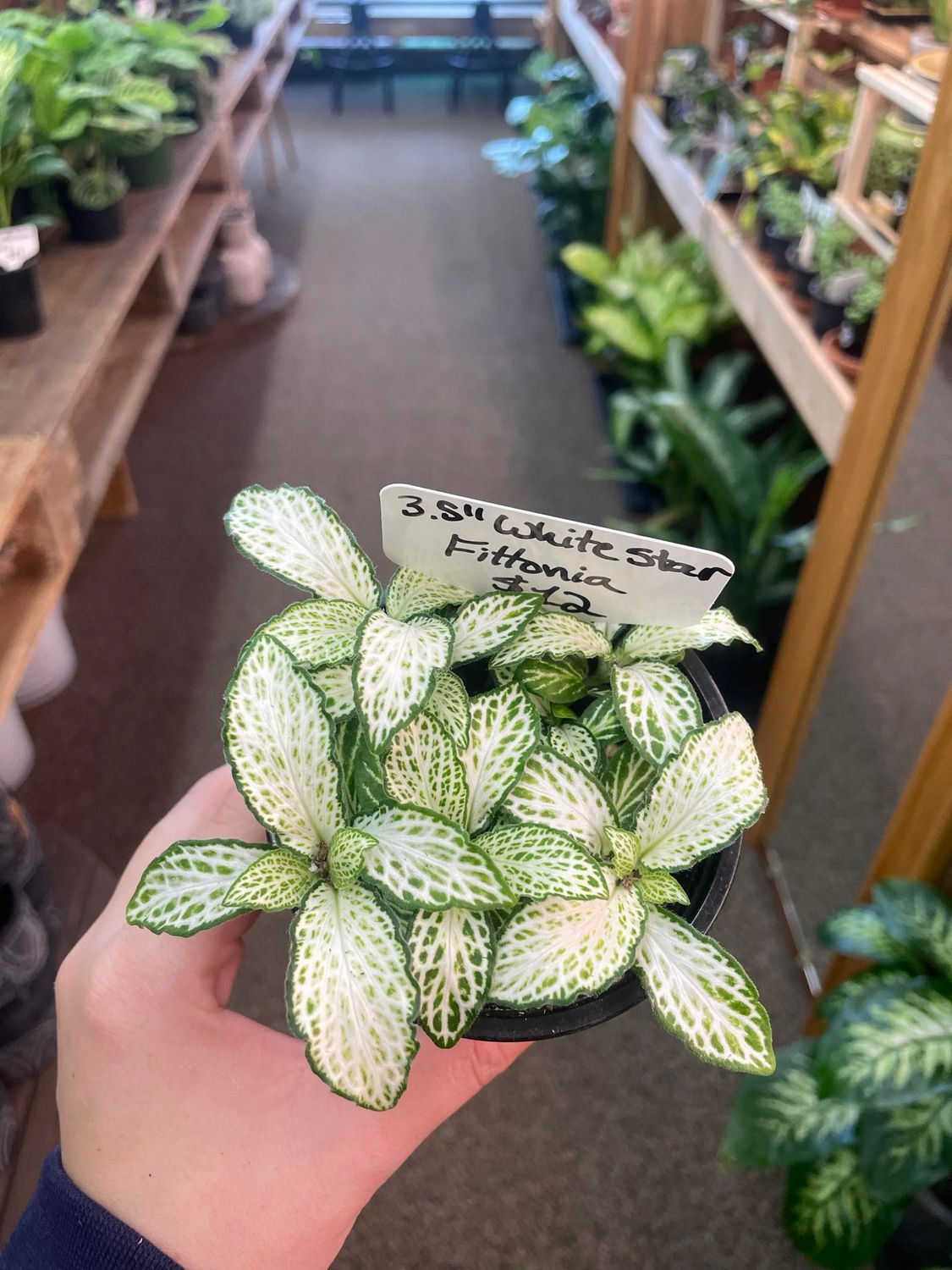 3.5&quot; White Star Fittonia