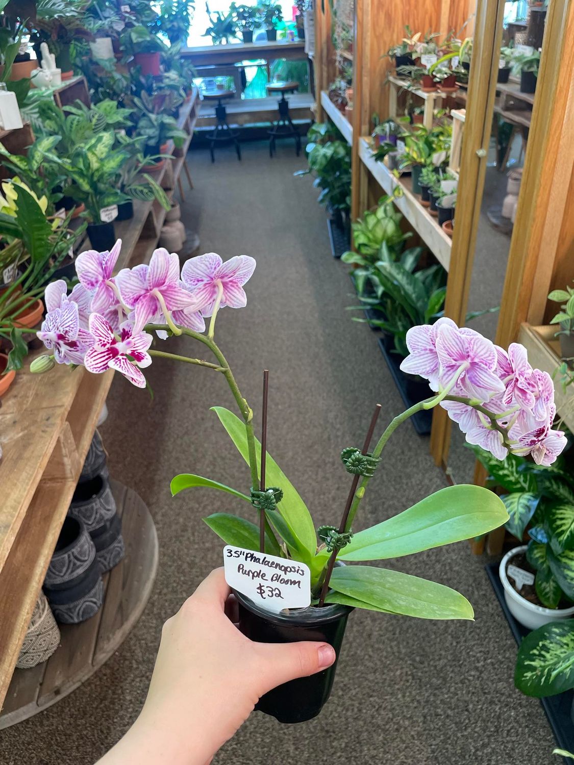 3.5&quot; Phalaenopsis Purple Bloom
