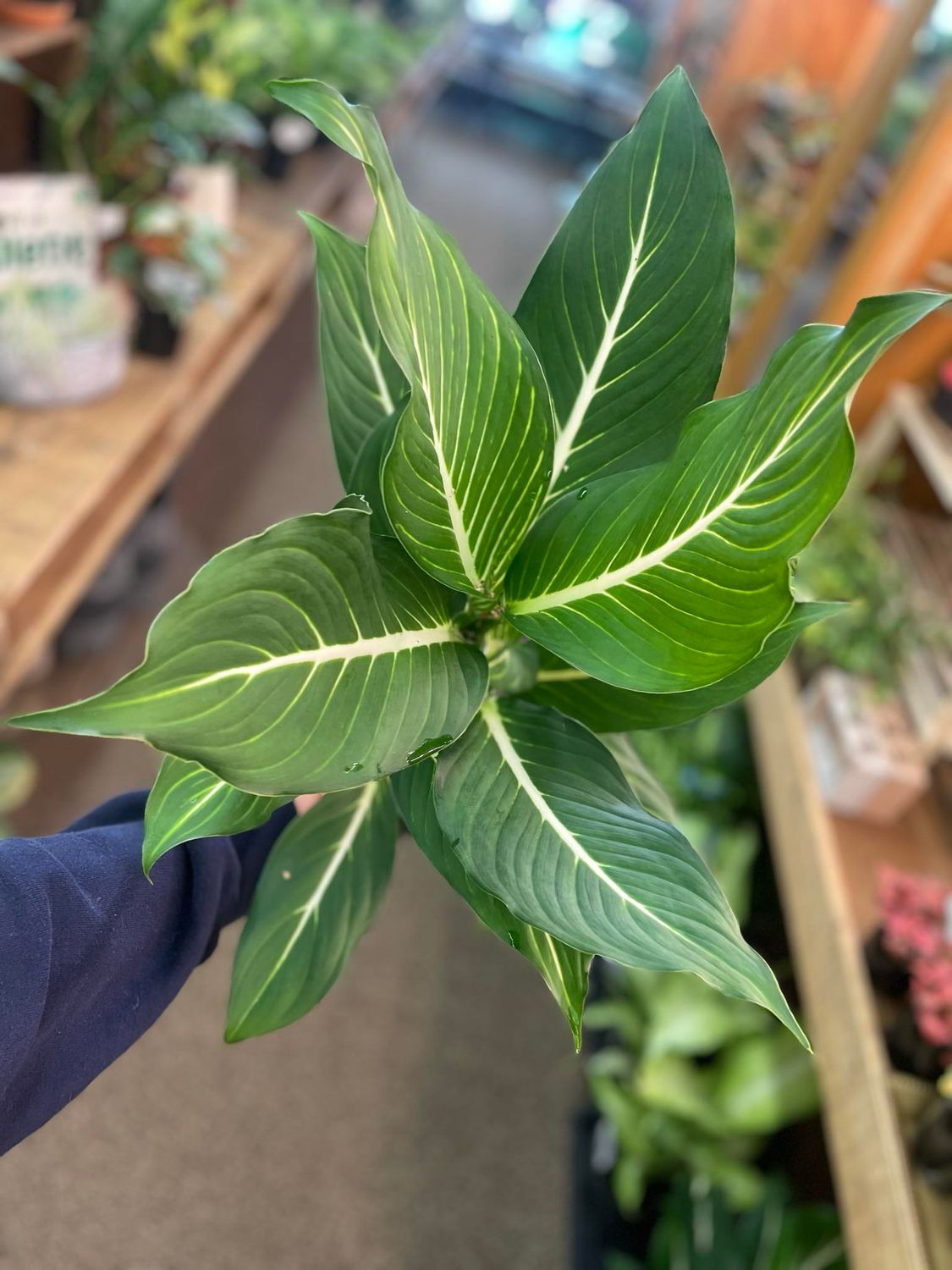 6&quot; Dieffenbachia Sterling