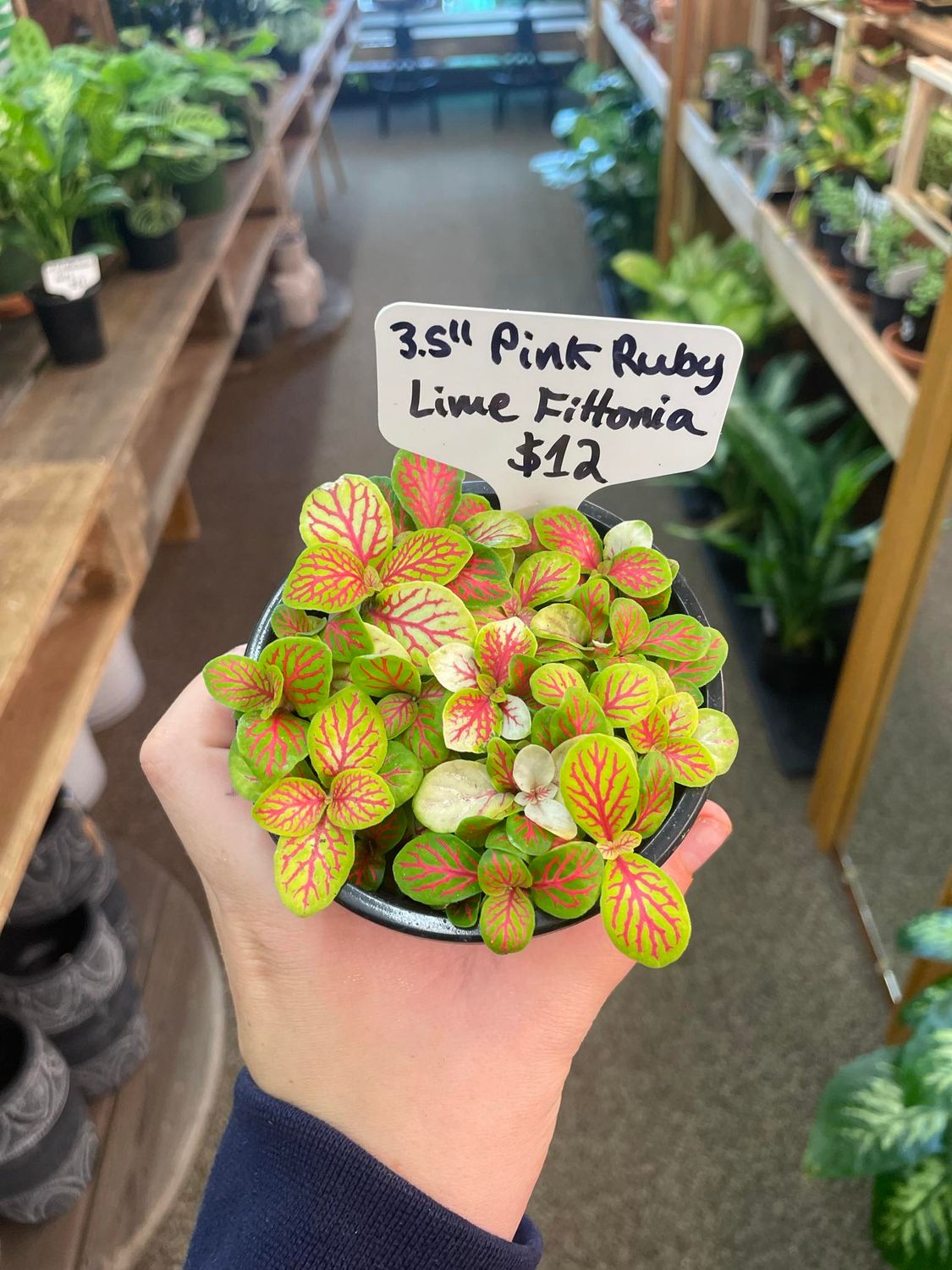 3.5&quot; Pink Ruby Lime Fittonia