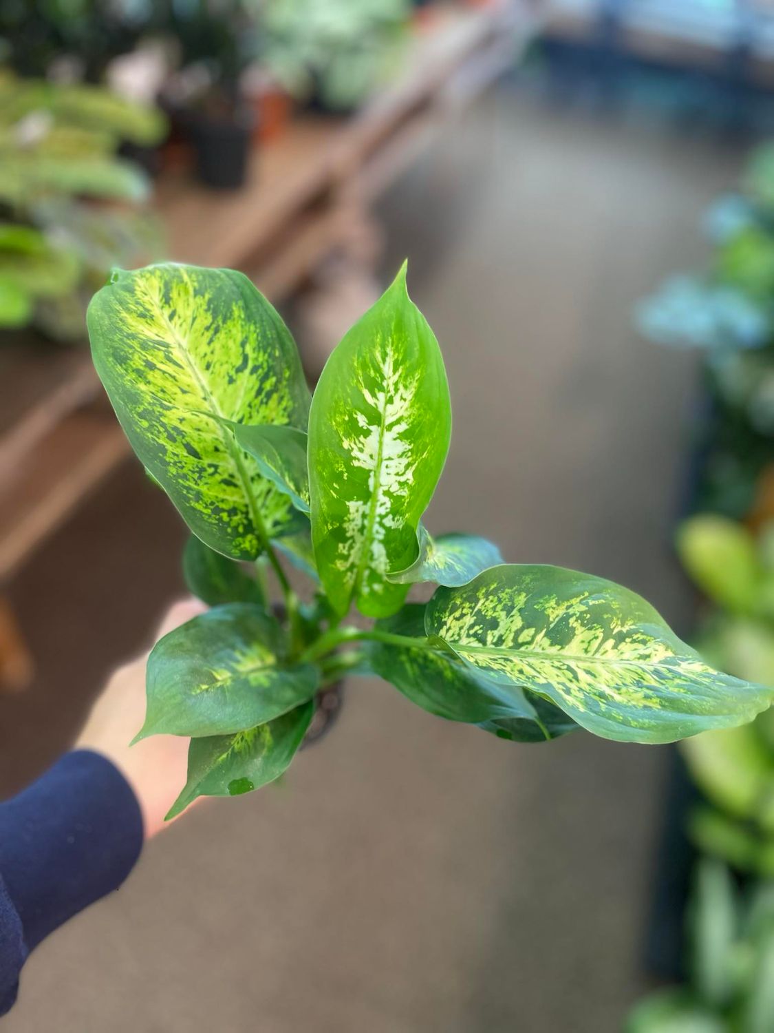 4&quot; Dieffenbachia Mars