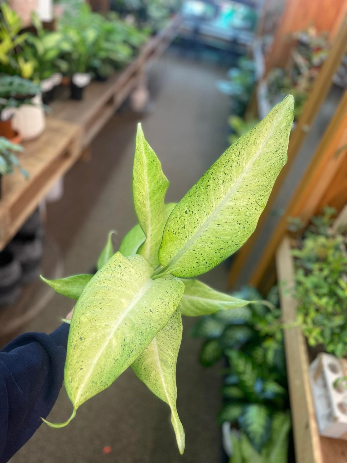 6&quot; Dieffenbachia Camoflage