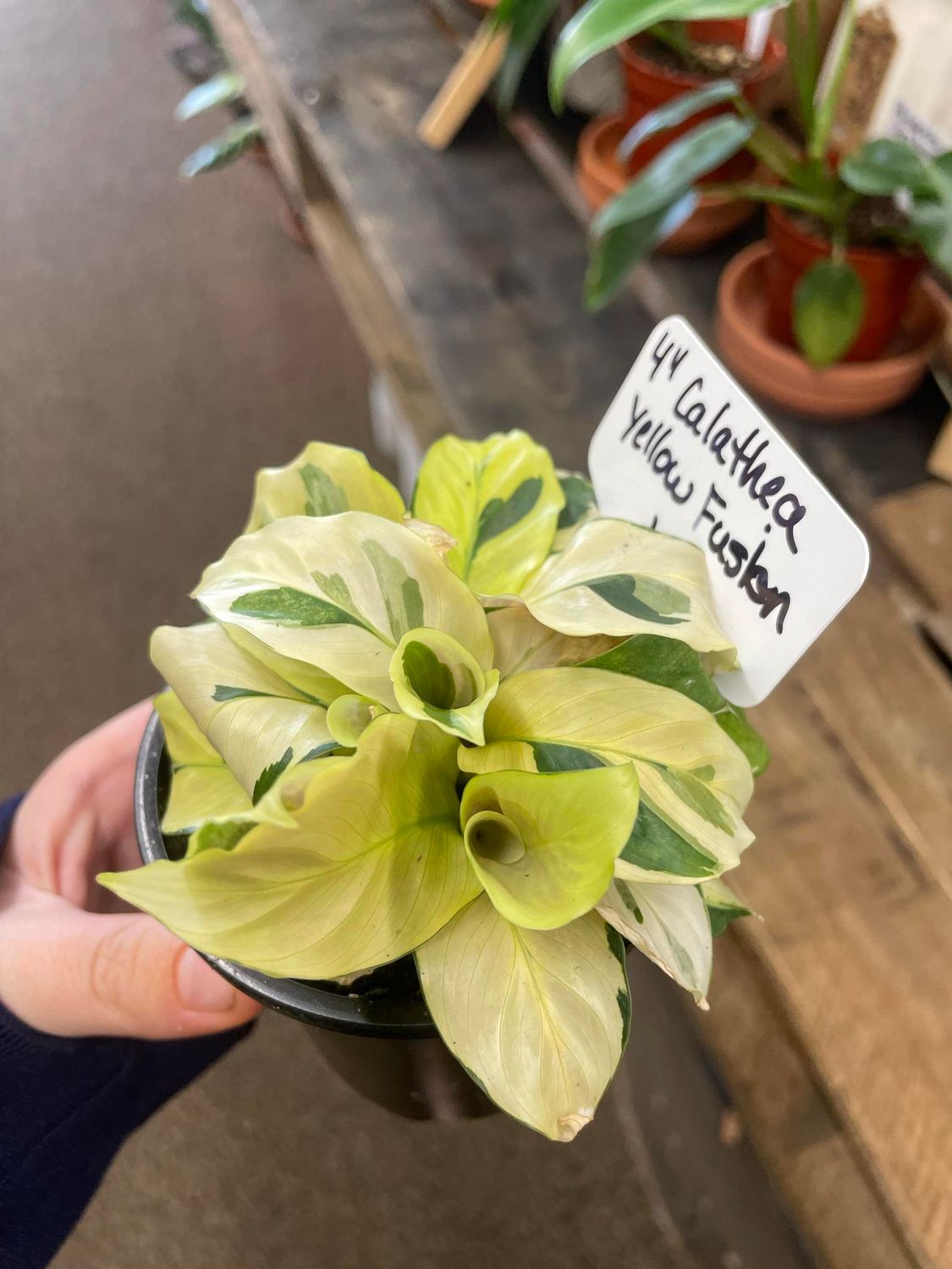 4&quot; Calathea Yellow Fusion