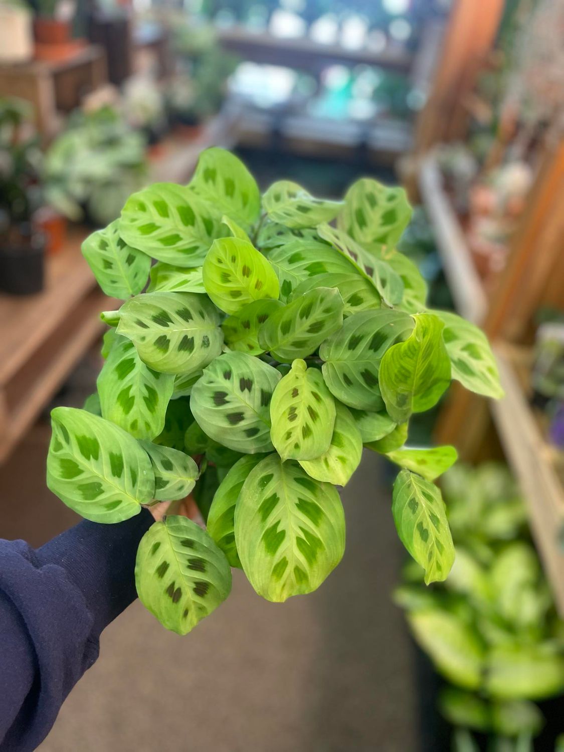 6&quot; Rabbit Foot Calathea