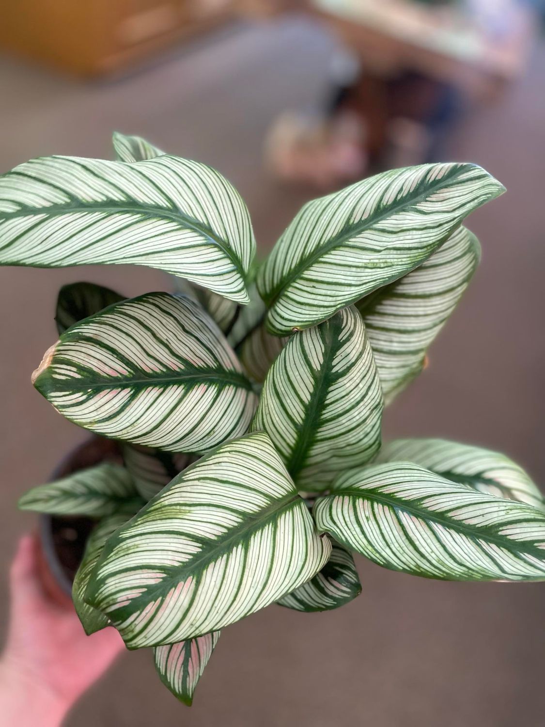 6&quot; WhiteStar Calathea 