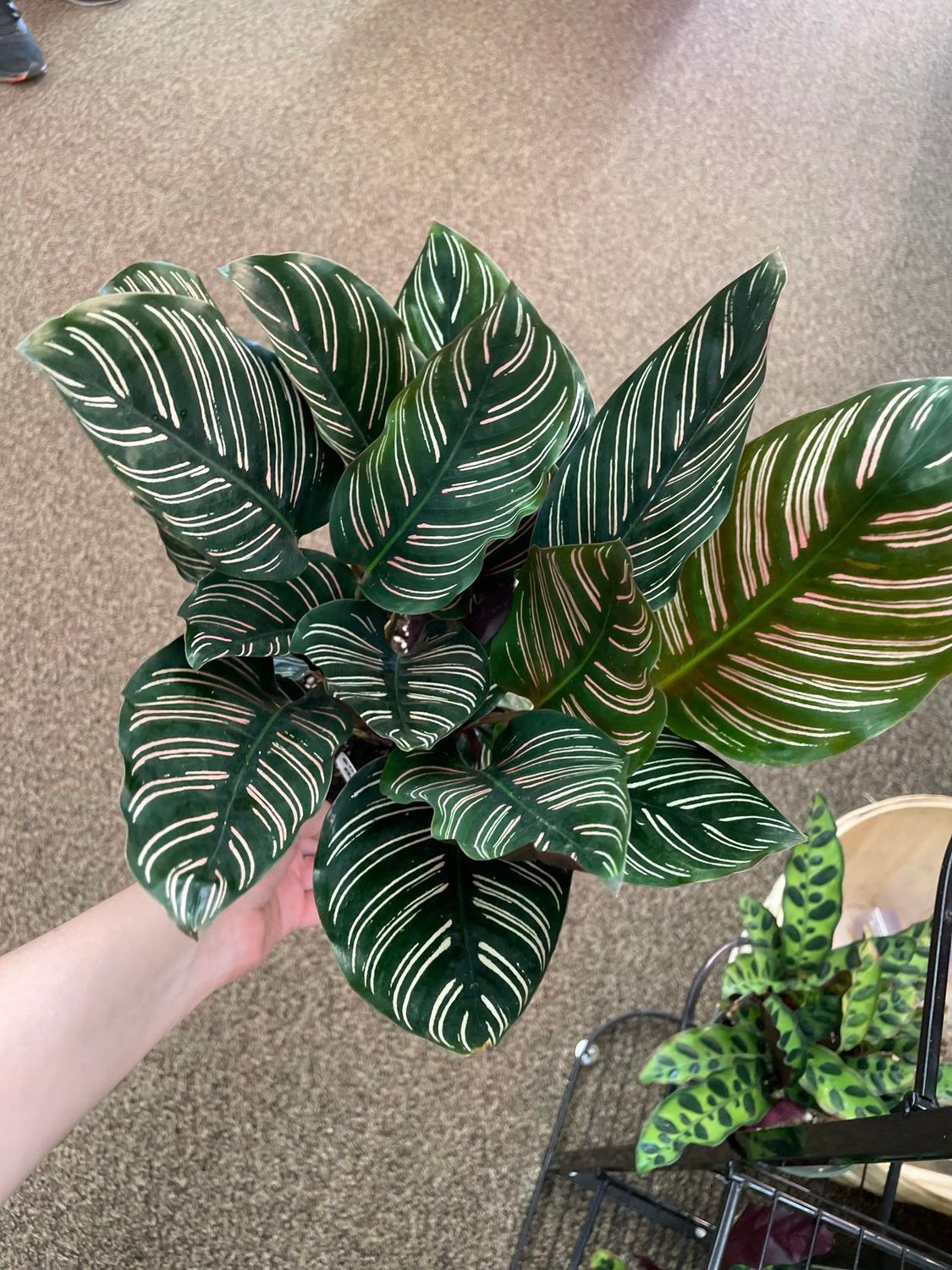 5&quot; Calathea Beauty Star