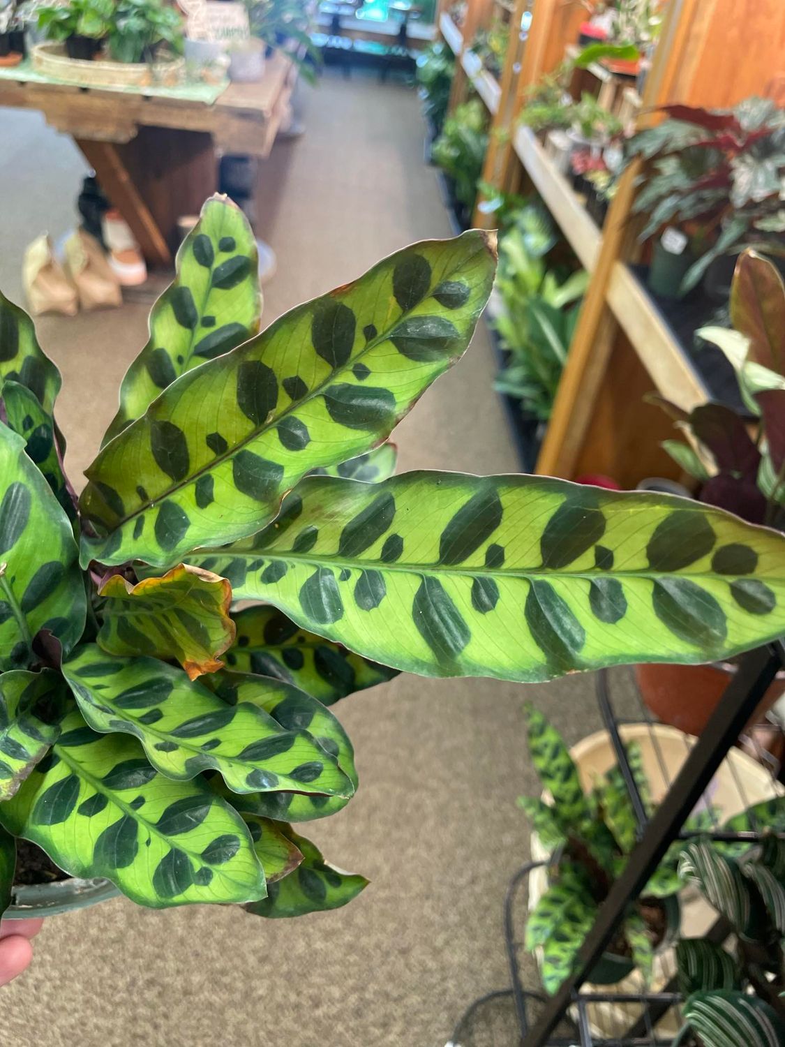 6&quot; Rattle Snake Calathea