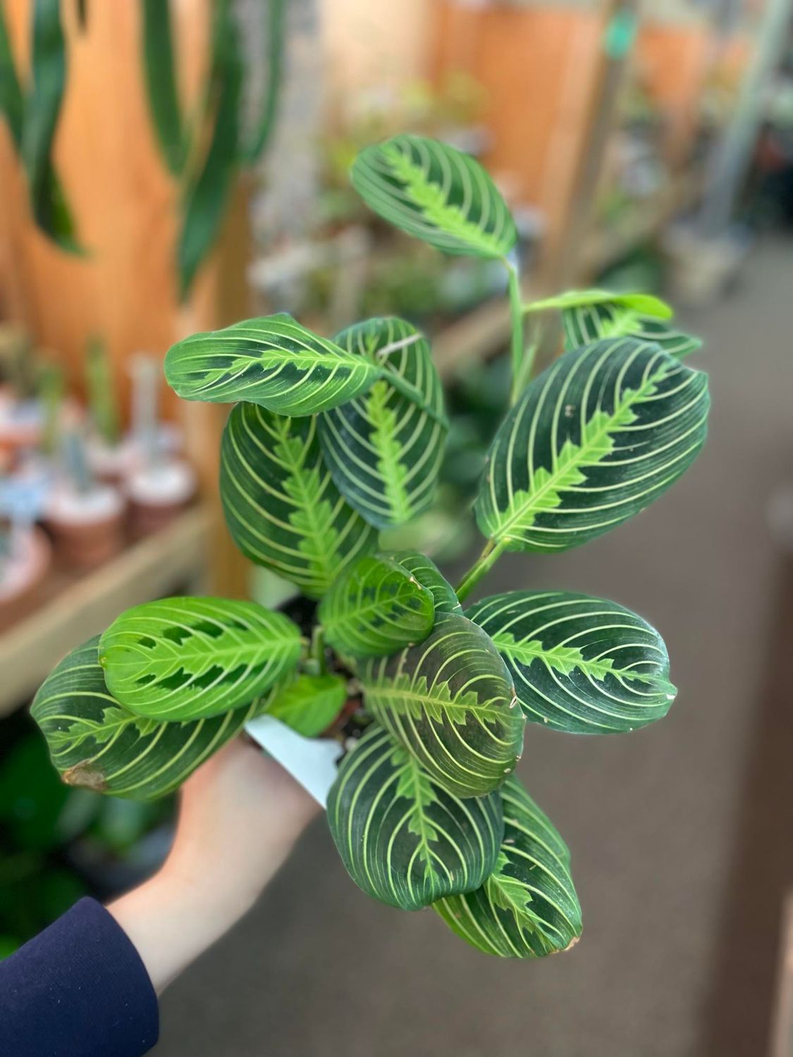 4&quot; Lemon Lime Maranta (Neon)