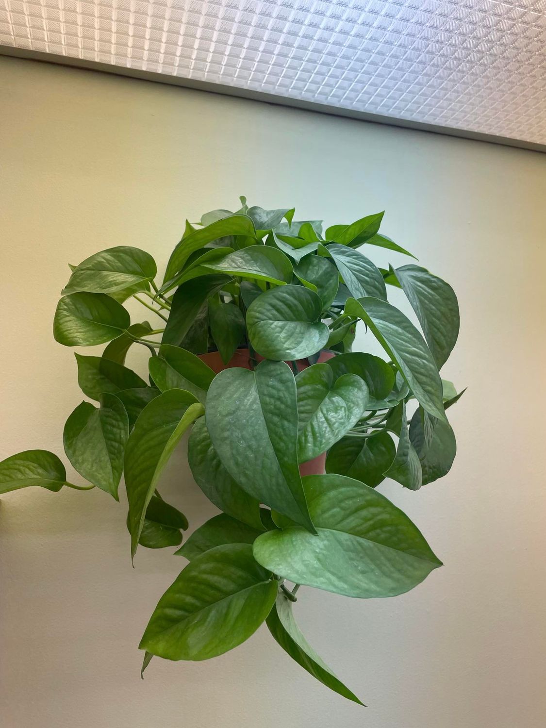 6&quot; Epipremnum Aureum Jade
