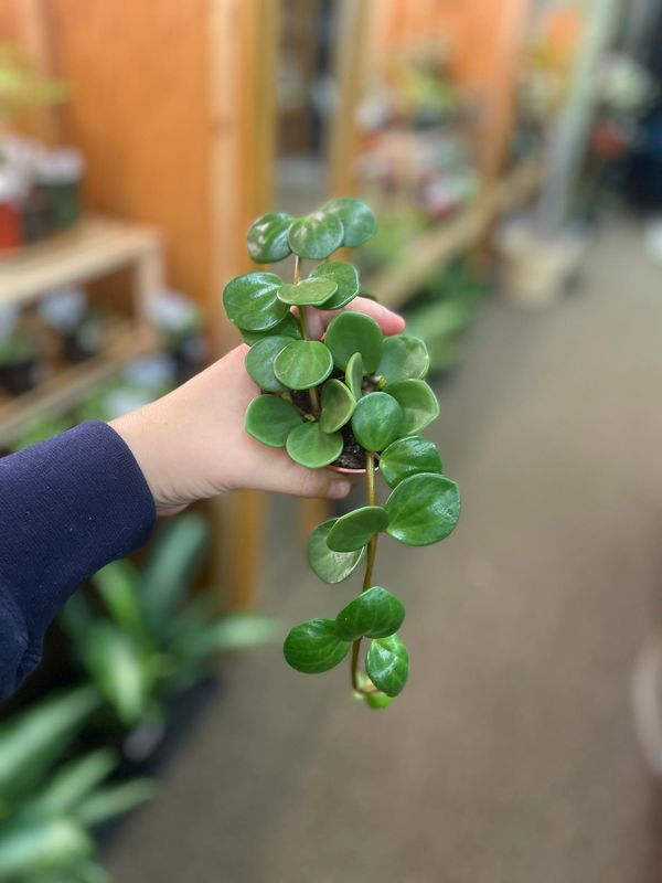 2.5&quot; Peperomia Hope