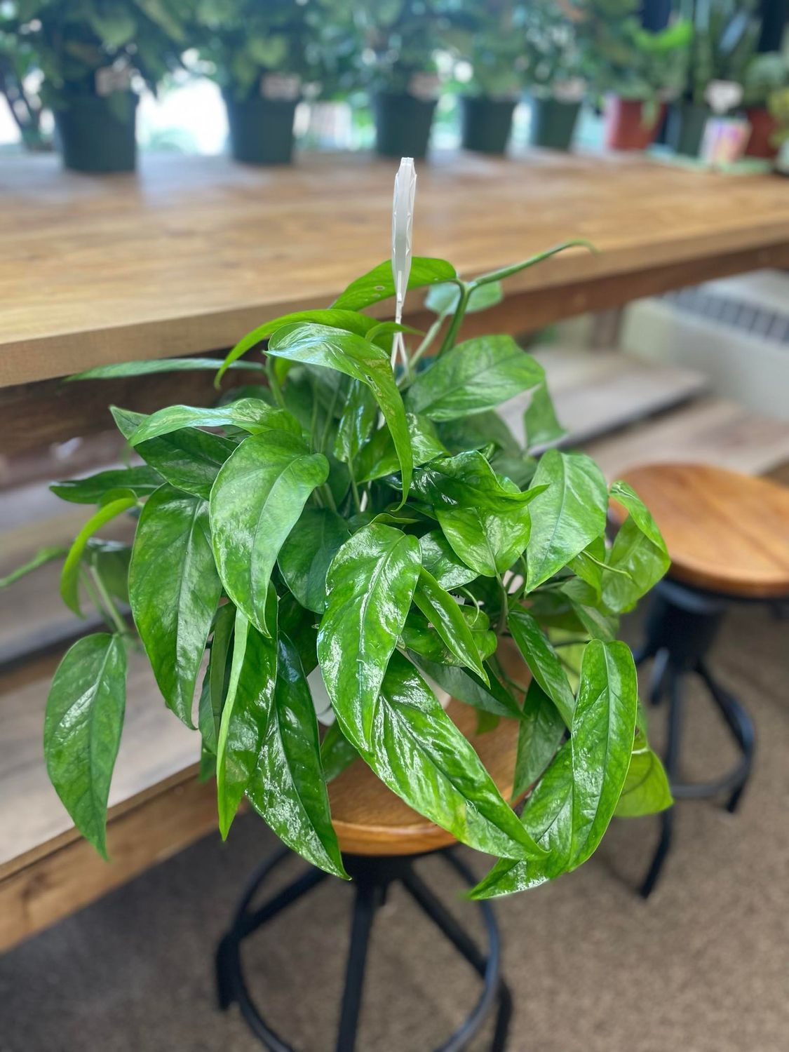8&quot; Epipremnum Pinnatum Dragon Tail 