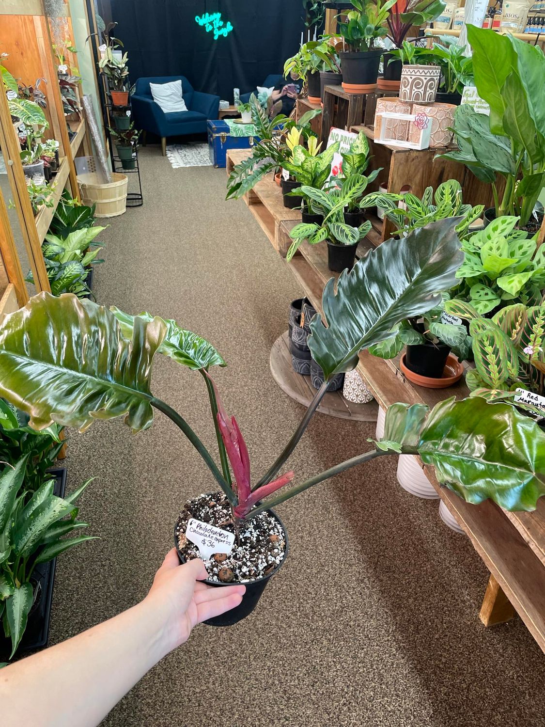 6&quot; Philodendron Chocolate Express