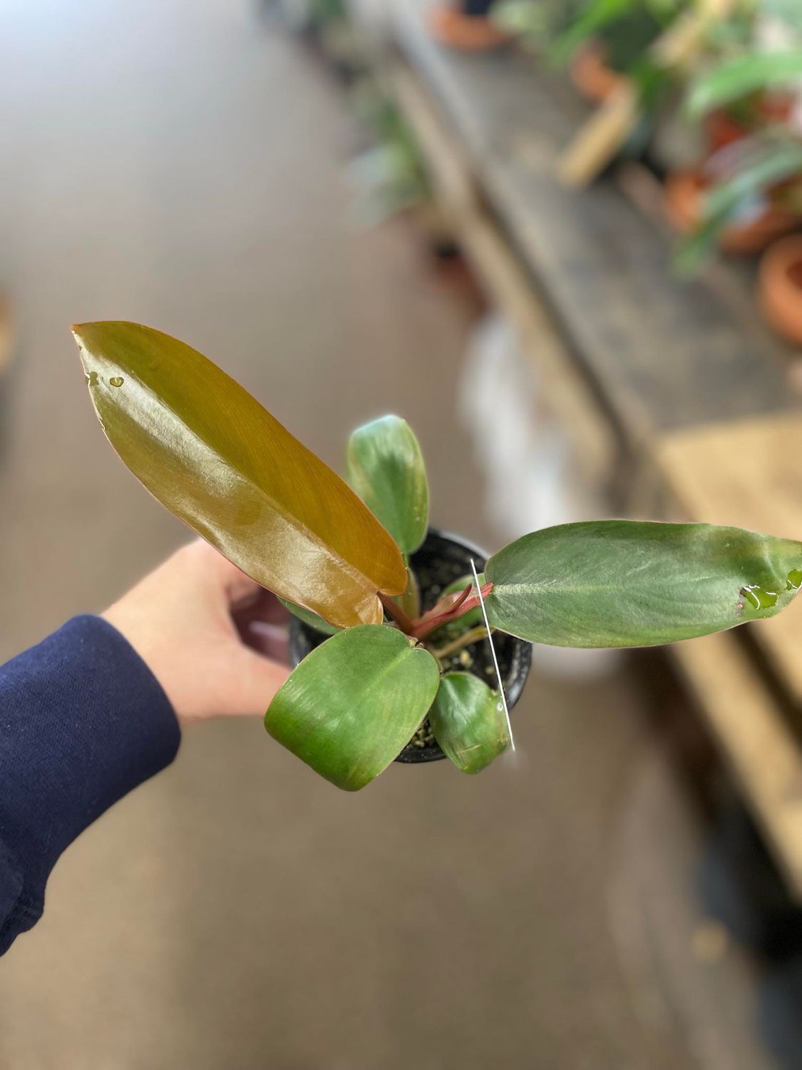 4&quot; Philodendron Florida Bronze