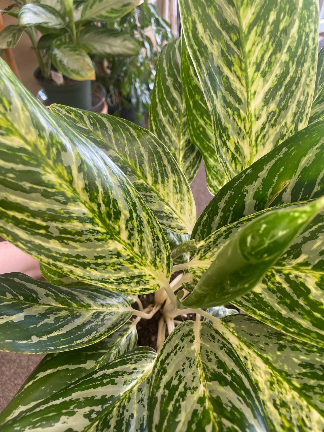 6&quot; Aglaonema Golden Madonna