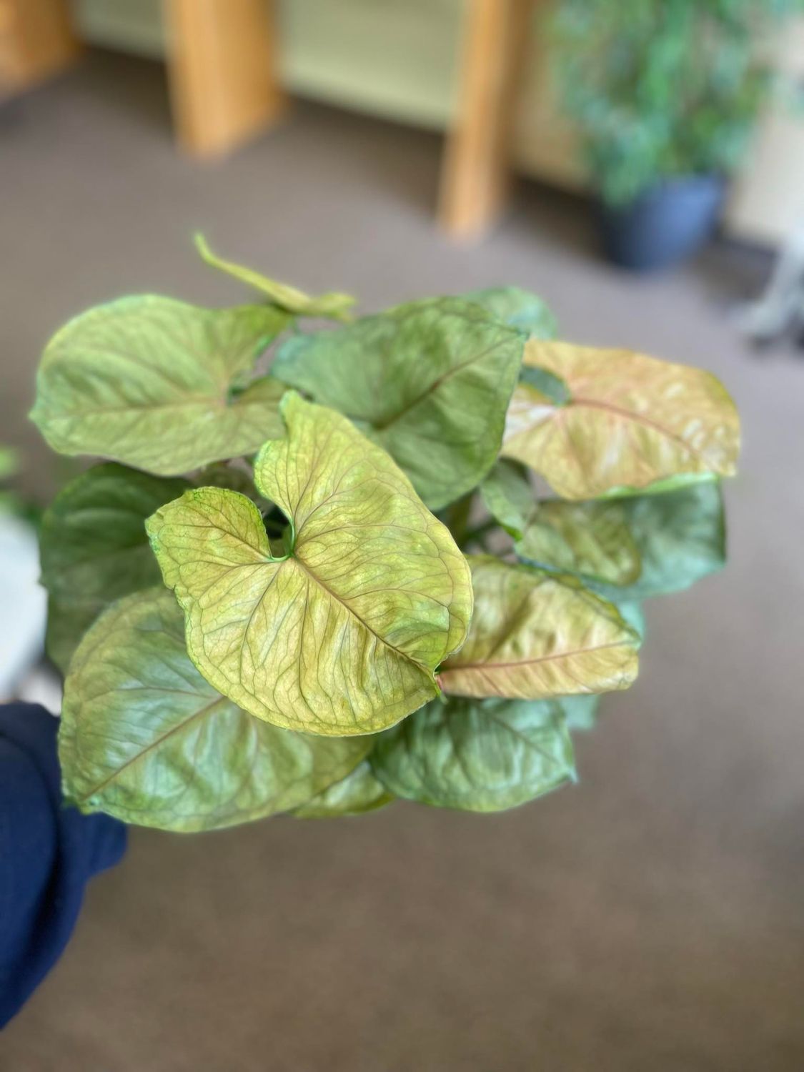 6&quot; Syngonium Pink Allusion 