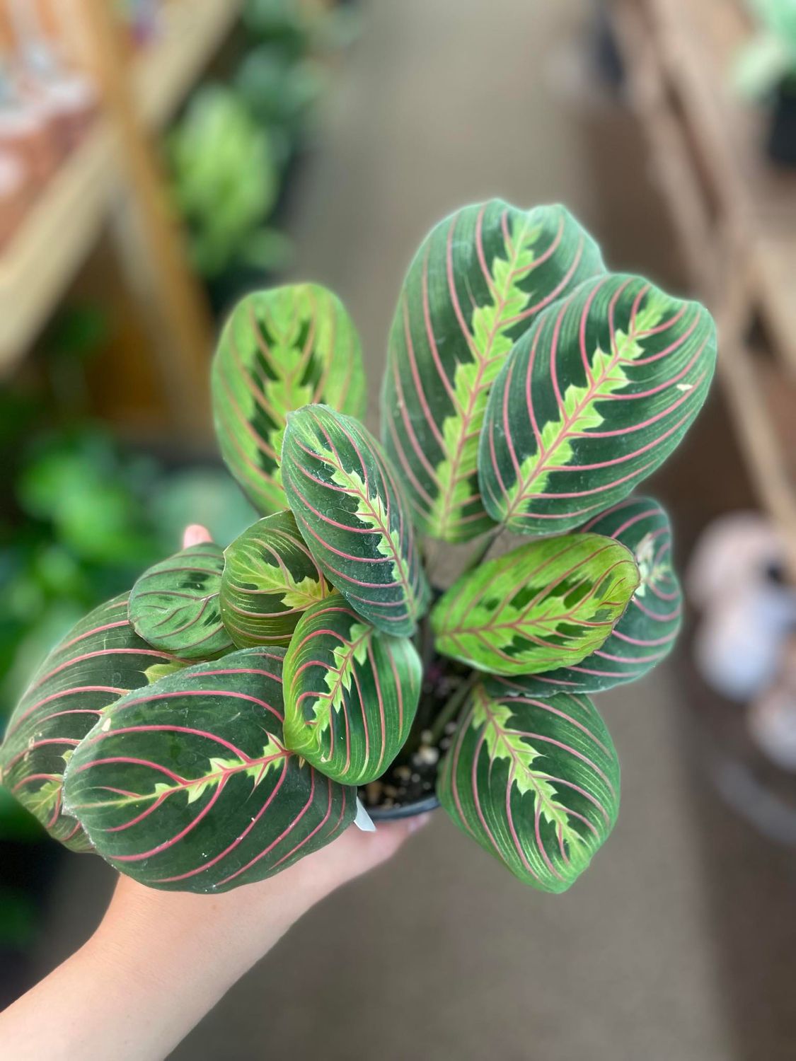 4&quot; Red Maranta