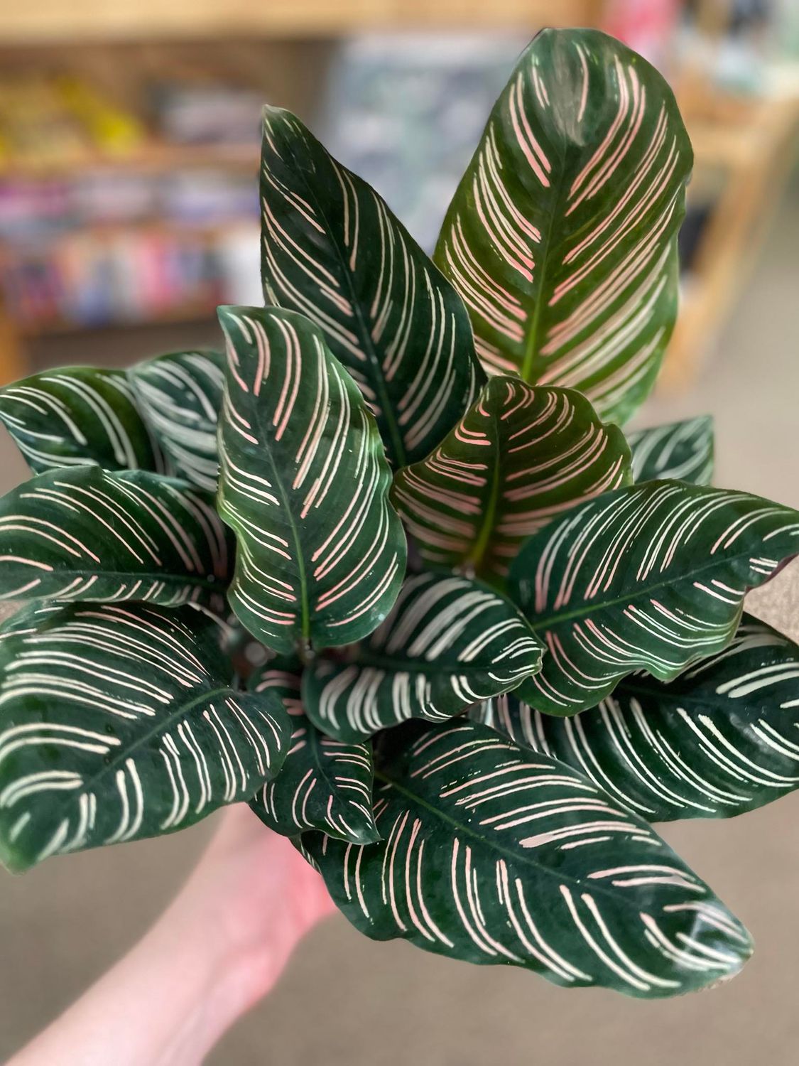 6&quot; Calathea Beauty Star