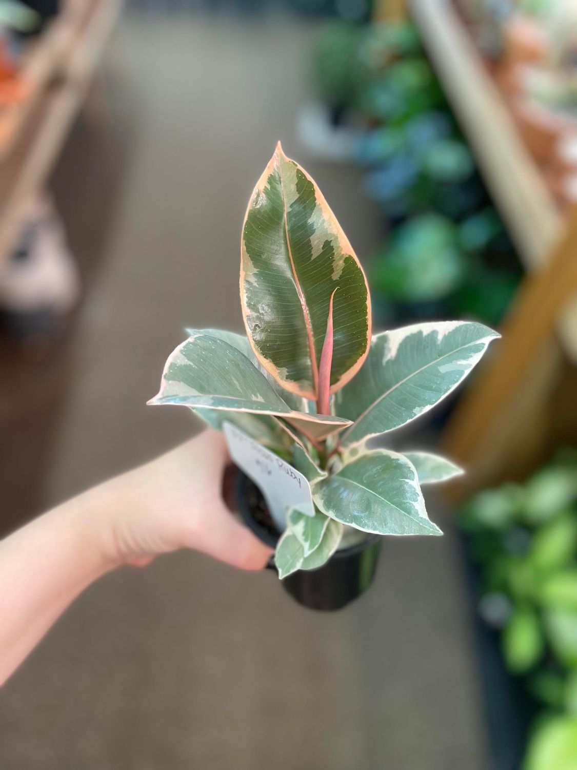 3.5&quot; Ficus Tineke Ruby