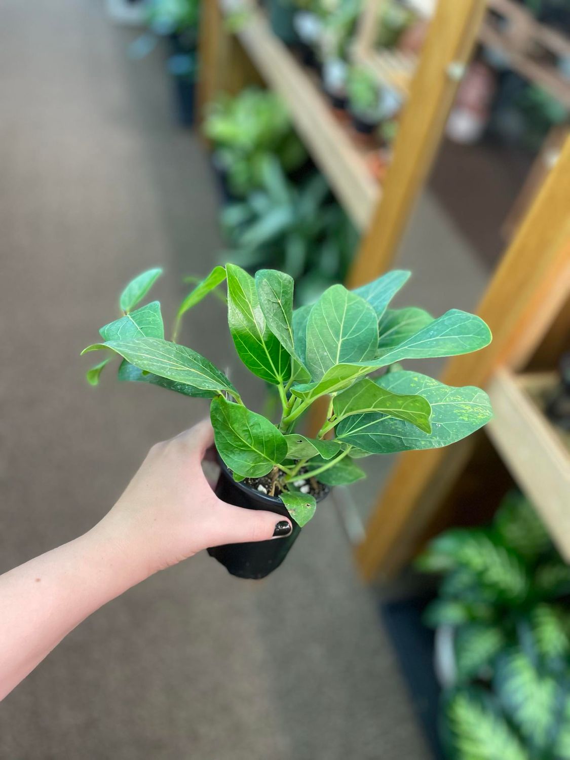 3.5&quot; Ficus Audrey