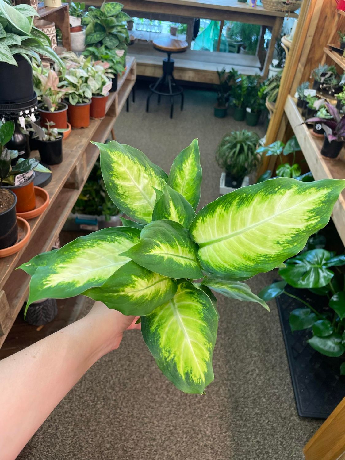 3.5&quot; Dieffenbachia Camilie