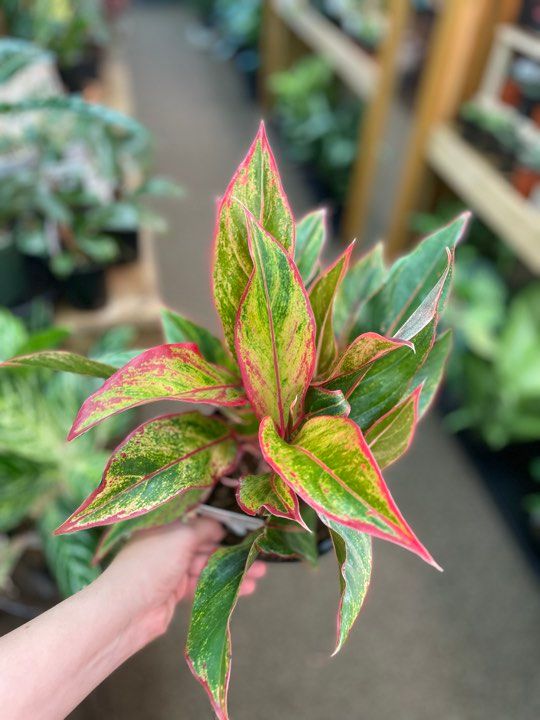 6&quot; Aglaonema Red Siam