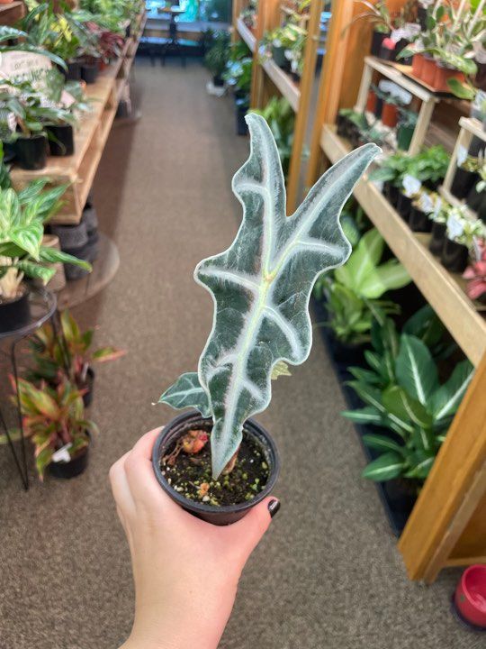 3.5&quot; Alocasia Nobilis