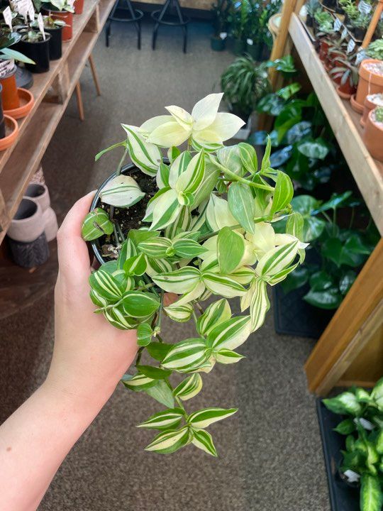 3.5&quot; Tradescantia White Velvet