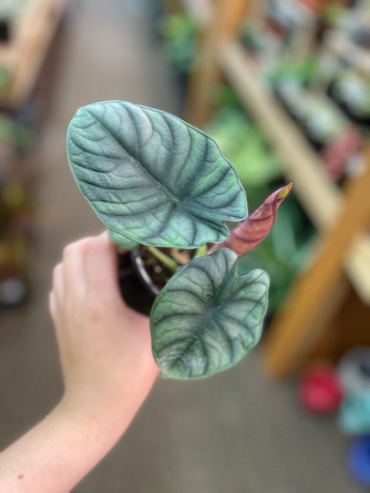 3.5&quot; Alocasia Nebula Imperialis