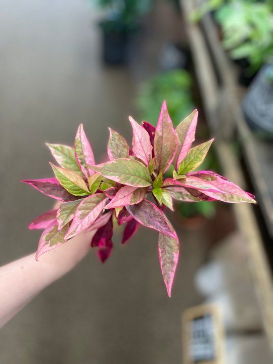3.5&quot; Alternanthera Brazilian Red Hot