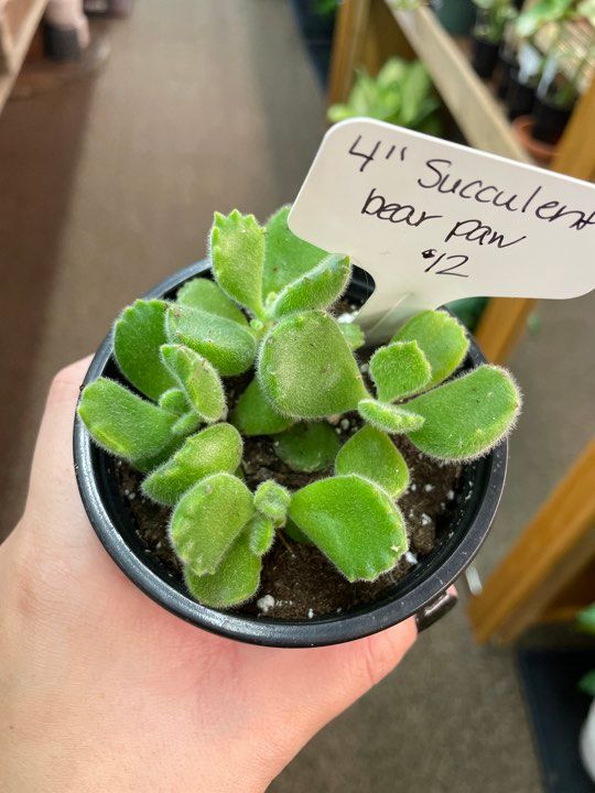 3.5&quot; Bear Paw Succulent