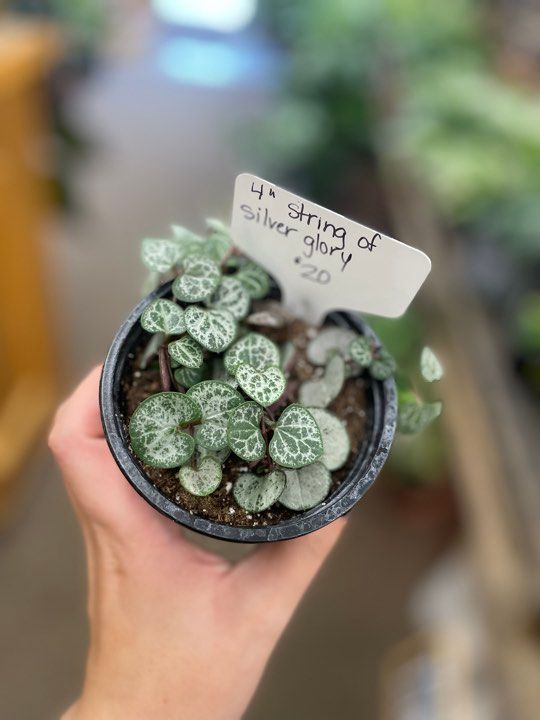3.5&quot; String of Silver Glory
