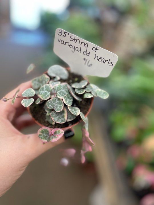 3.5&quot; Variegated String of Hearts