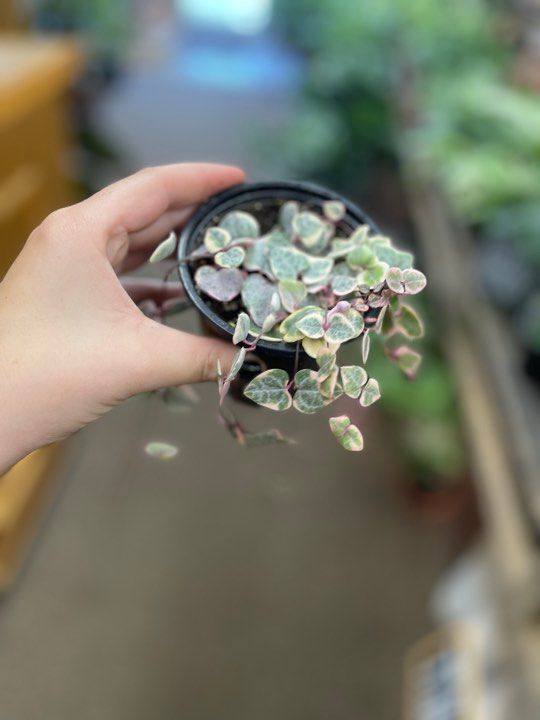 4&quot; Variegated string of Hearts