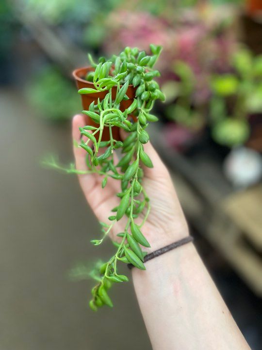 3.5&quot; String of Bananas