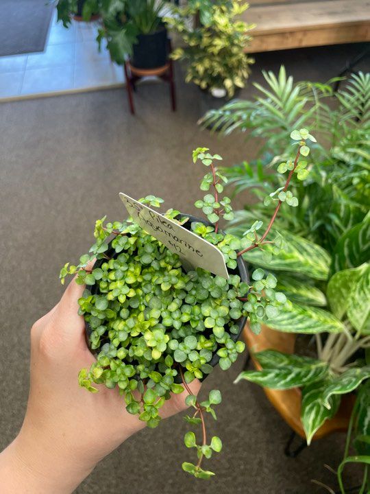 3.5&quot; Pilea Aquamarine